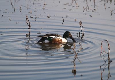 Northern Shoveler 1