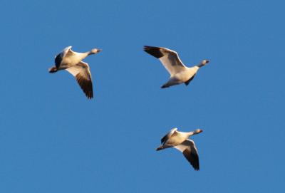 Snow Geese