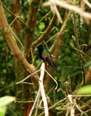 Black-bellied Hummingbird (?)