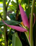 Heliconia