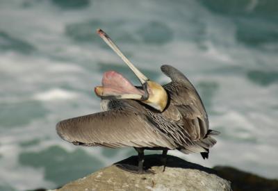 Pelican:Try it.