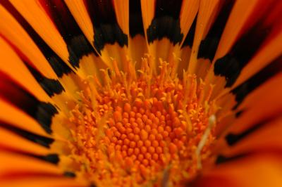 DSC_5009a.jpg