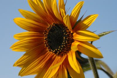 Sunflowers Variations