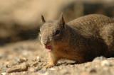 Ground Squirrel