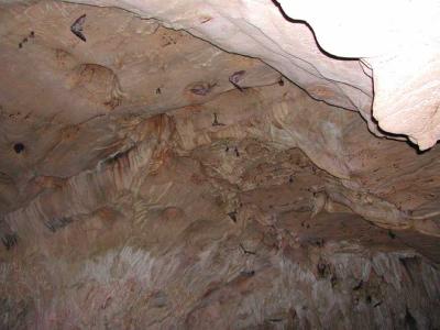 Cave Bats