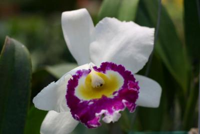 Orchid