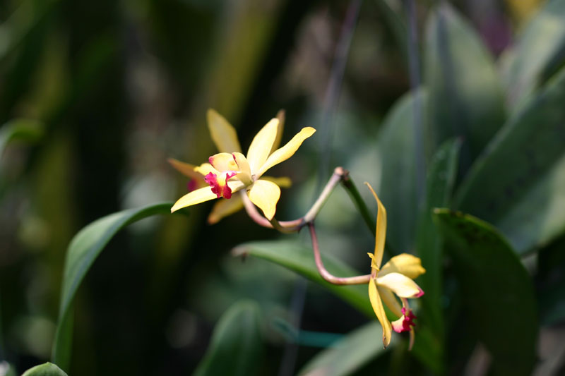 Orchid