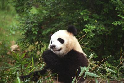 panda bear.jpg