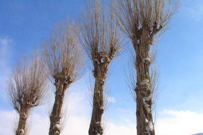 row of naked trees.jpg