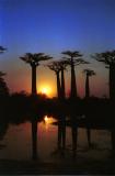baobabs at night