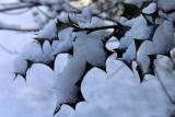 snowy leaves.jpg