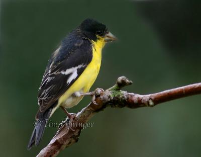 Black-backed Lesser Goldfinch Male