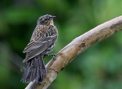 Female Redwinged blackbird