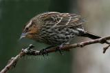 Female Red-winged Blackbird