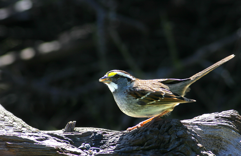 White-throated sparrow