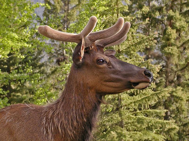 Elk