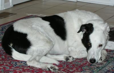 joey