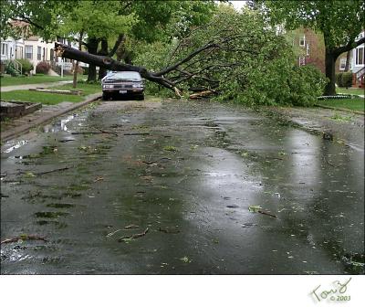 Another Tree Down in Chicago  -Crop