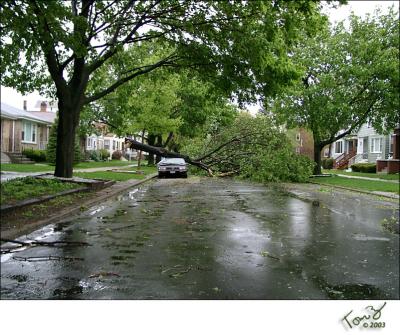 Another Tree Down in Chicago