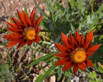 Red African Daisy Pair