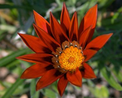 Red African Daisy I