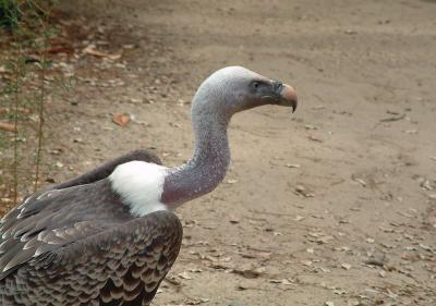 zoo la palmyre