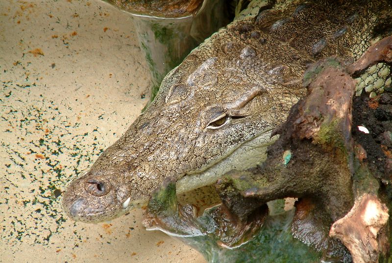 zoo la palmyre