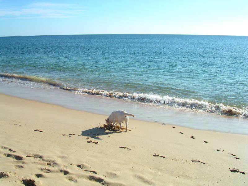 A Dog in Vale do Lobo beach