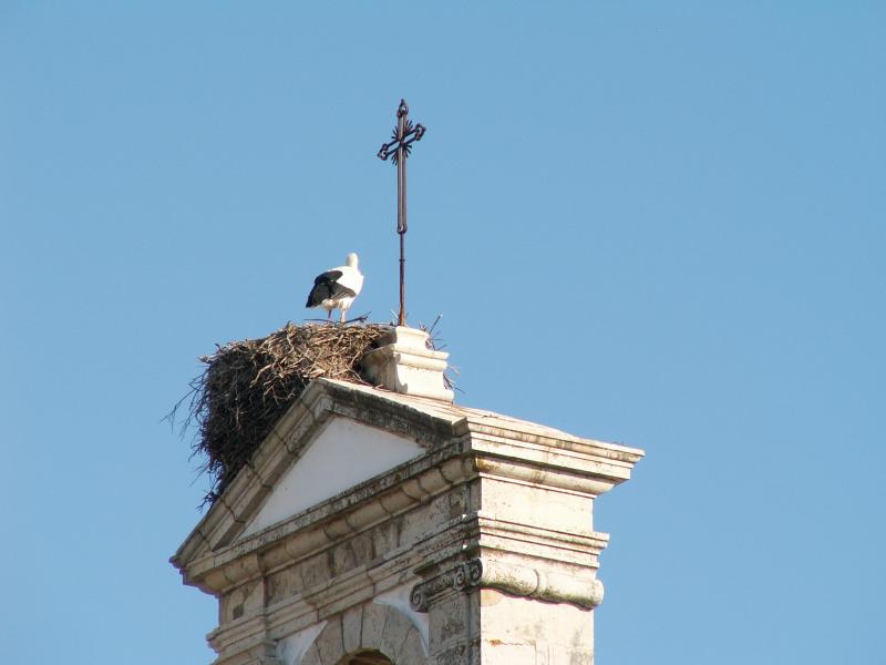 Stork Nest in Arco da Vila