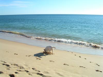 A Dog in Vale do Lobo beach