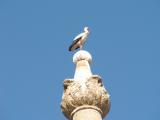 Stork in a city