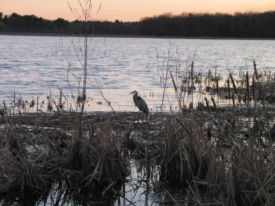 Great Blue Heron at Great Meadow