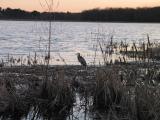 Great Blue Heron at Great Meadow