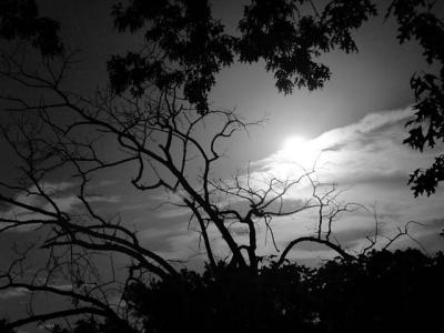 Moonlit Night 9651