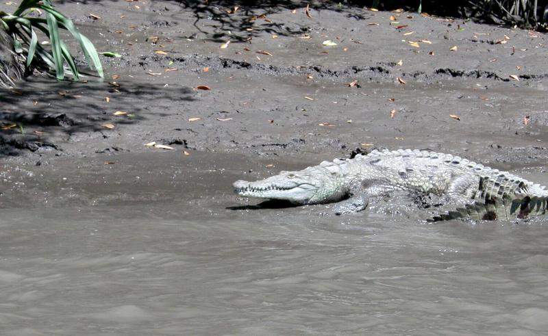 Tempisque River crocodile
