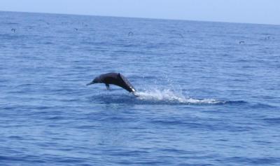 Leaping spinner dolphin
