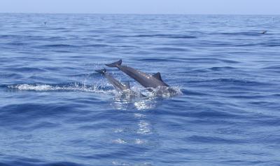 Mother and calf spinner