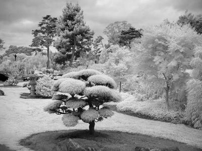 Golden Gate Park IR