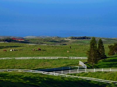 North Kohala #1