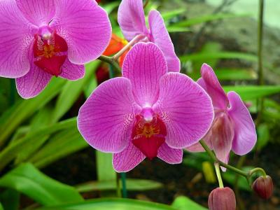 Orchid #3