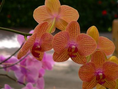 Orchid #4