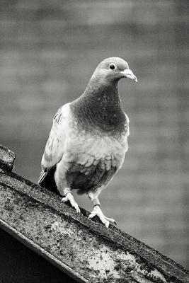 Feb 26: Spy pigeon