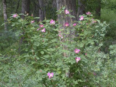 Wild Roses, East Fork, Mink Creek Trail, Pocatello, Idaho