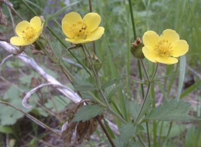 Yellow Flowers, East Fork, Mink Creek Trail