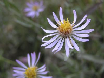 Late Flowers (asters?)