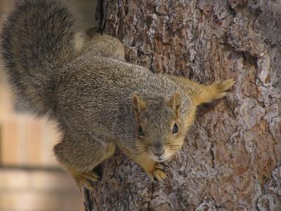 skiouros -- squirrel -- sciurus