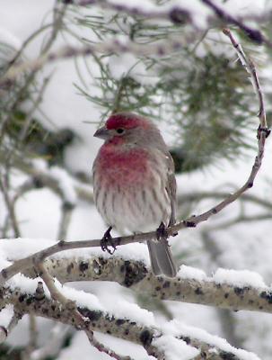 Finch smallfile PC310047.jpg