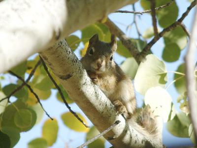 Baby Red Squirrel In Autumn 053