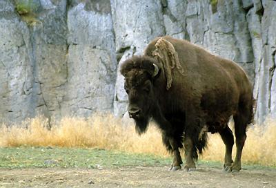bison at Pocatello Zoo
