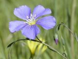 Lewis Flax or Blue Flax, Pocatello, Idaho